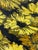 Original Mid-Century Oil on Canvas, Yellow Daisy Still Life, Signed Patti Rock, (1927 - 2004) For Sale - Image 15 of 15