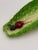 Late 19th Century Late 19th Century Italian Lettuceware Majolica Dishes With Radish Reliefs - Pair For Sale - Image 5 of 14