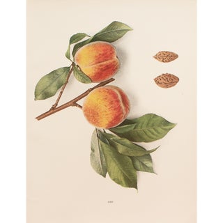 1900s U. P. Hedrick, Original Antique Photogravure of Arp Peaches For Sale