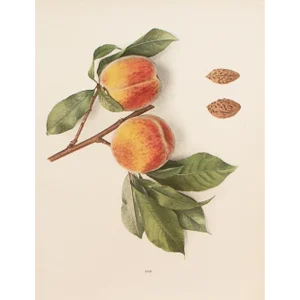 1900s U. P. Hedrick, Original Antique Photogravure of Arp Peaches