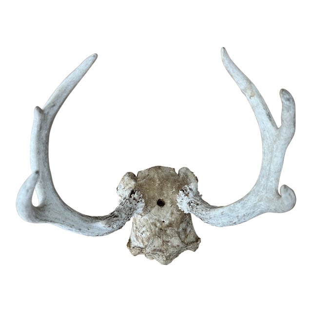 Vintage Deer Antlers For Sale