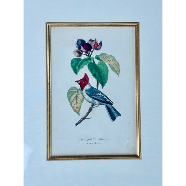 Early 19th Century Flora Red-Crested Cardinal & Barbet Bird Butterfly , Original Prints by Descourtilz, 1834 (Pair) For Sale - Image 5 of 7