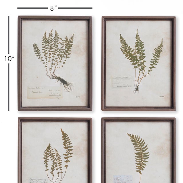 This sweet little set of frond prints features hand written botanist notes. They make a great addition among artifacts in...