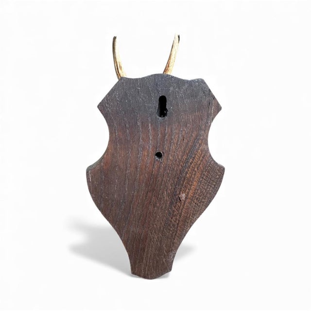 1980s 1980s Roe Deer Trophy 19 Black Forest Antlers Mount For Sale - Image 5 of 5