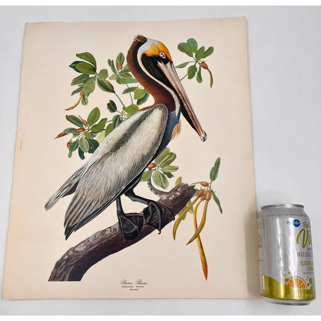 Audubon Bird Print – “Brown Pelican”, 1964 Abrams Folio – Vintage Ornithology Art 1964 print from "The Audubon Folio:...
