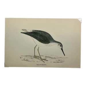 Antique Bird Print From England Showcasing a Yellow Shanks - Circa 1888