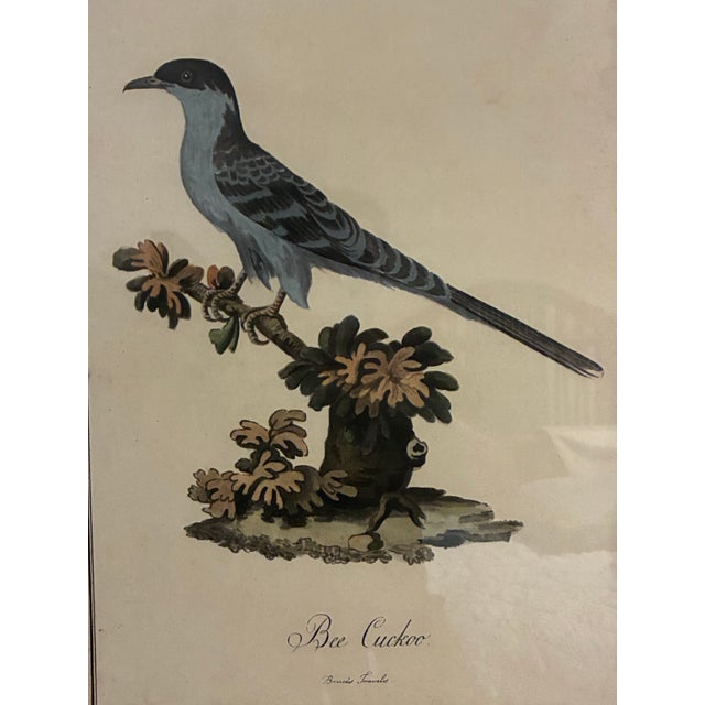 Traditional Natural Curiosities “Bee Cuckoo” After James Bruce Framed Bird Print For Sale - Image 3 of 9