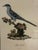 Traditional Natural Curiosities “Bee Cuckoo” After James Bruce Framed Bird Print For Sale - Image 3 of 9