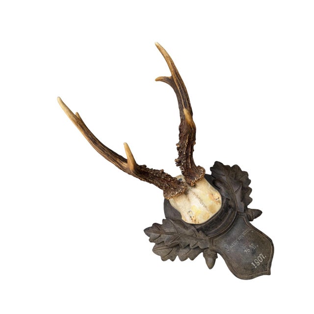 Roe Deer Trophy 154 Black Forest Antlers Mount For Sale - Image 4 of 5