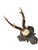 Roe Deer Trophy 154 Black Forest Antlers Mount For Sale - Image 4 of 5