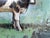 Black Matthew Paoletti "WI. Dairy Cow" Contemporary Naturalistic Rural Animal Painting of a Cow, 2022 For Sale - Image 8 of 11