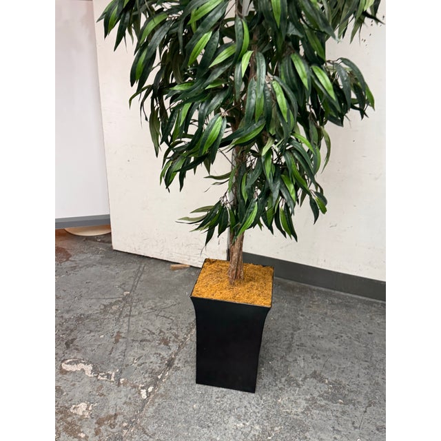 2010s Faux Mango Tree + Tapered Black Planter For Sale - Image 5 of 12