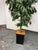 2010s Faux Mango Tree + Tapered Black Planter For Sale - Image 5 of 12