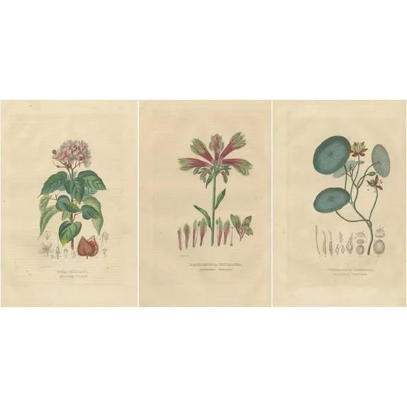 Drapiez, Heritage Blossoms, 1845, Hand-Colored Engravings, Set of 3 For Sale