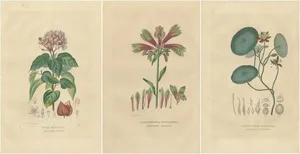 Drapiez, Heritage Blossoms, 1845, Hand-Colored Engravings, Set of 3