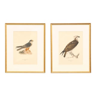 Early 20th Century Swedish Framed Osprey Lithographs, C. 1920 - Set of 2 For Sale