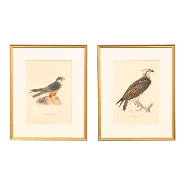 Early 20th Century Swedish Framed Osprey Lithographs, C. 1920 - Set of 2 For Sale
