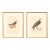 Early 20th Century Swedish Framed Osprey Lithographs, C. 1920 - Set of 2 For Sale
