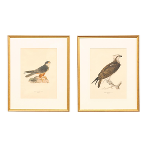 Early 20th Century Swedish Framed Osprey Lithographs, C. 1920 - Set of 2