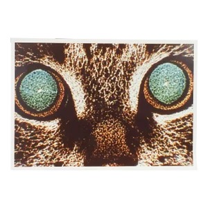 Vintage Abstract Cat Eyes Richard Bray Photograph