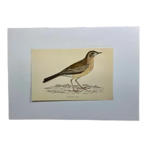 Antique Bird Print From England Showcasing a Gorgeous Brown Richard’s Pipit - Circa 1888