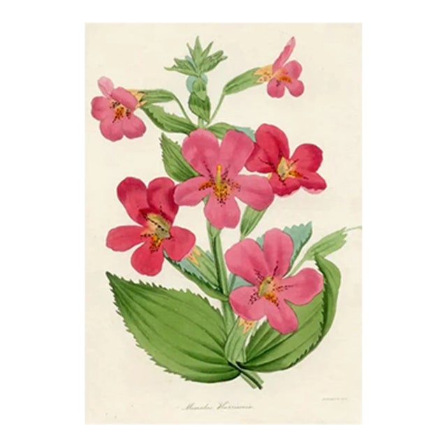1837, Monkeyflower Botanical Print From Joseph Paxton, Antique Hand-Colored Lithograph, England For Sale