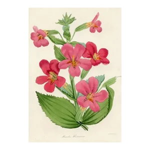 1837, Monkeyflower Botanical Print From Joseph Paxton, Antique Hand-Colored Lithograph, England