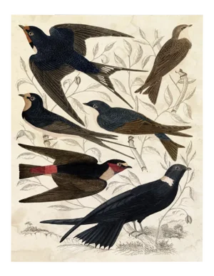 Gallivani Birds 1, Unframed Artwork