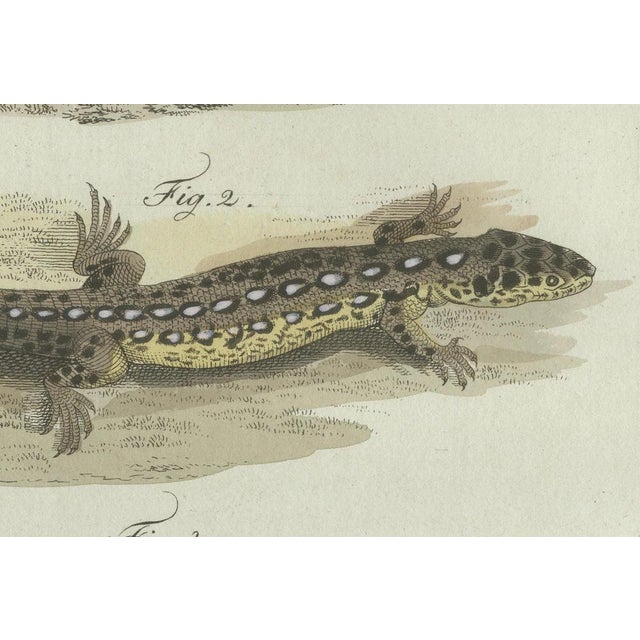 Gray Bertuch, Four Exotic Lizards, 1802, Engraving For Sale - Image 8 of 9