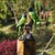 Rustic Resin Parakeet Figurine – 7.5" Realistic Bird Sculpture on Branch For Sale - Image 3 of 5