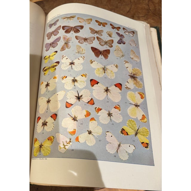 Early 1900s W..j. Holland Butterfly & Moth Books - Illustrated Natural History Volumes, GreenColth Set of 2 For Sale In New York - Image 6 of 7