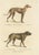 Greyhound and English Greyhound Dog, 1824 For Sale - Image 6 of 6