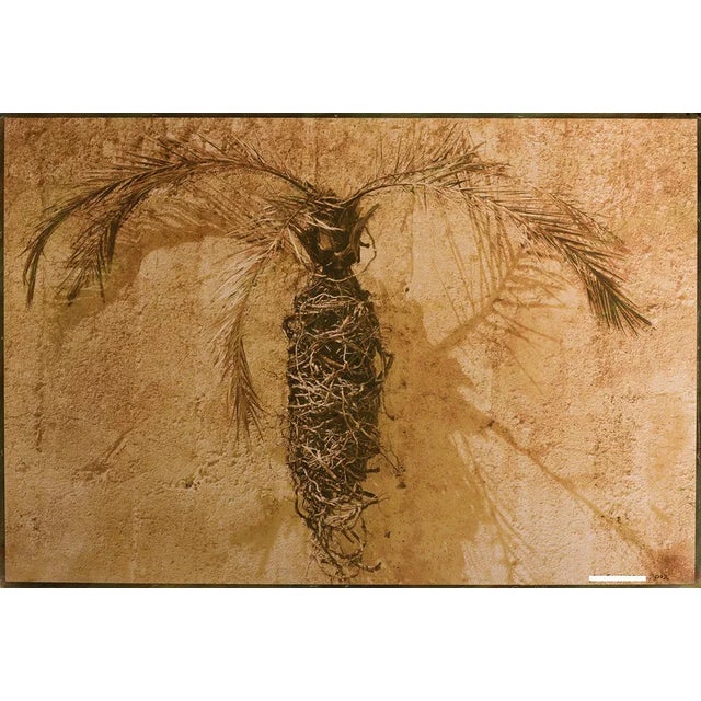 Ian Sanderson, Palm, 2012, Pigment Print For Sale - Image 6 of 6