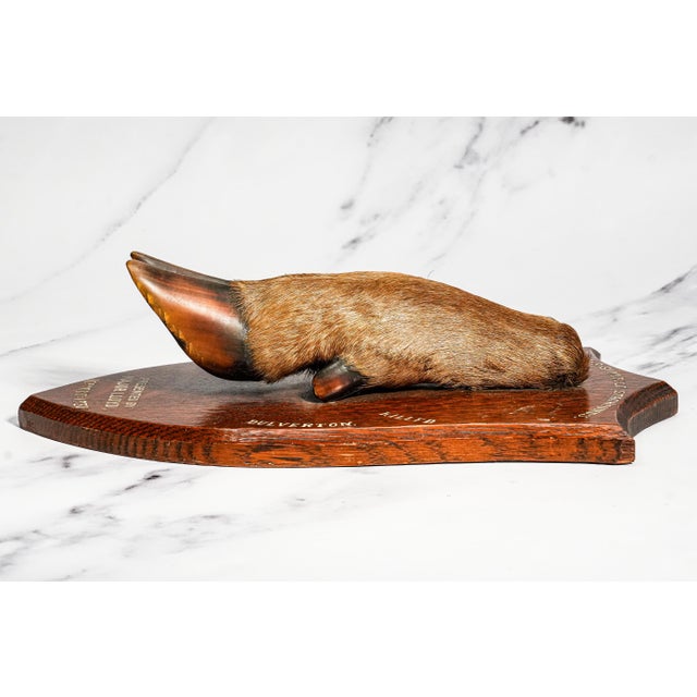 Nice Deer Hoof Wood Shield Mounted Antique English Taxidermy Hunting Trophy For Sale - Image 11 of 14