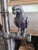 Vintage Bronze Table Lamp With Two Parrots For Sale - Image 14 of 17