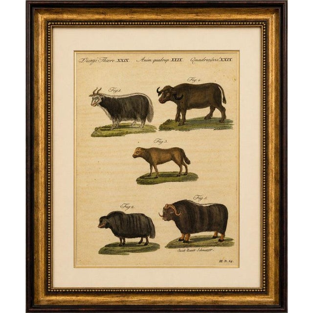 Title: antique exotic cattle, yak & buffalo engraving – bertuch, c.1800 original antique hand-colored copper engraving...