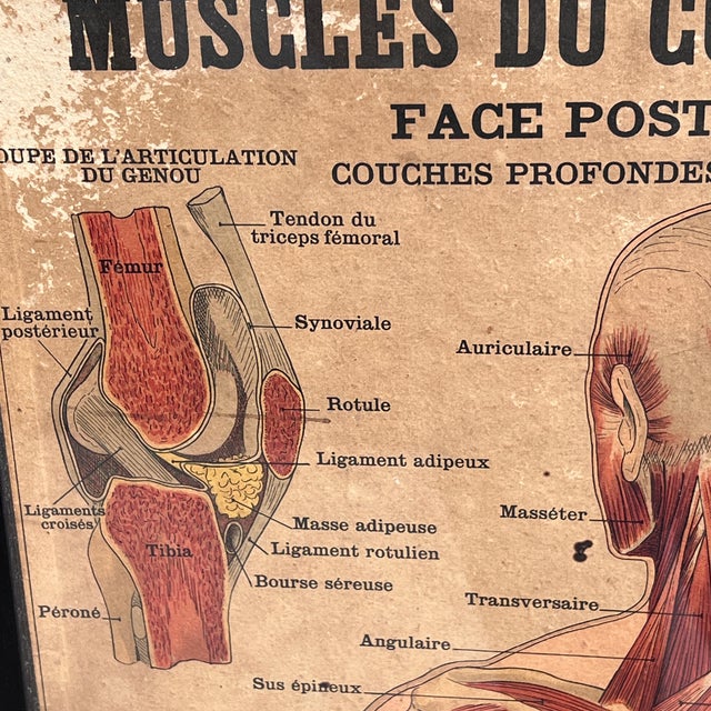 Large Framed Vintage French Muscular System Anatomy Poster For Sale - Image 4 of 6