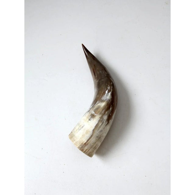 Vintage Polished Horn For Sale - Image 6 of 12