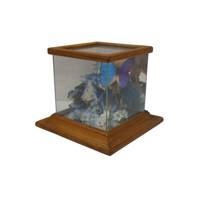 Victorian Vintage Floral Butterfly Taxidermy Apothecary Shadow Box Display Case Specimen For Sale - Image 3 of 13