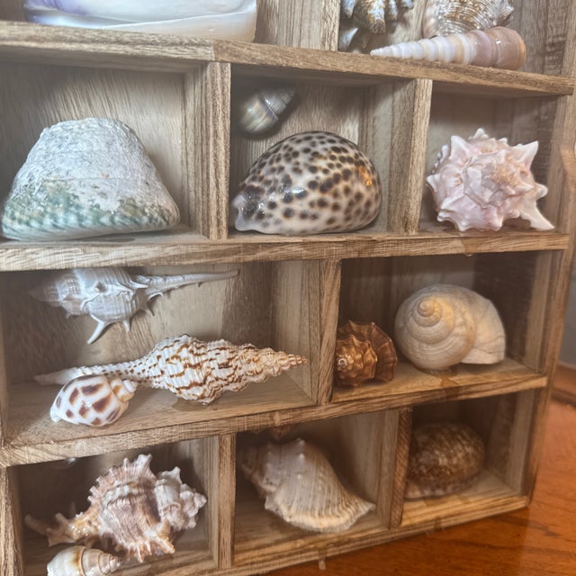 Vintage Curated Seashell Specimen Collection in Wooden Shadow Box Cabinet For Sale In Minneapolis - Image 6 of 10