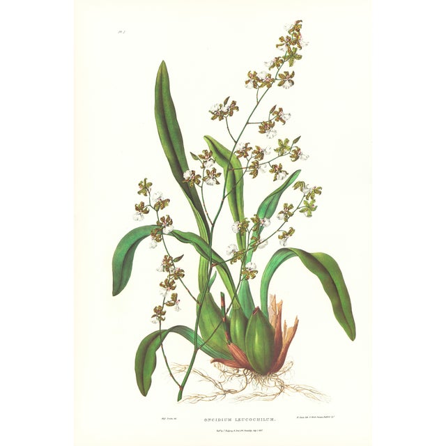 Large 1973 Orchid Flower Lithograph "Oncidium Leucochilum (White-Lipped Oncidium)" After James Bateman For Sale