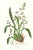 Large 1973 Orchid Flower Lithograph "Oncidium Leucochilum (White-Lipped Oncidium)" After James Bateman For Sale