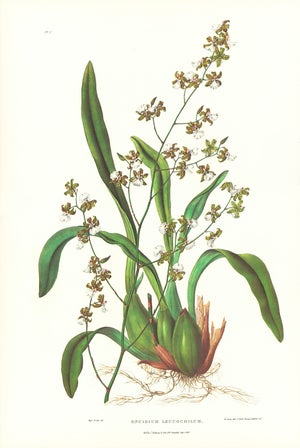 Large 1973 Orchid Flower Lithograph "Oncidium Leucochilum (White-Lipped Oncidium)" After James Bateman