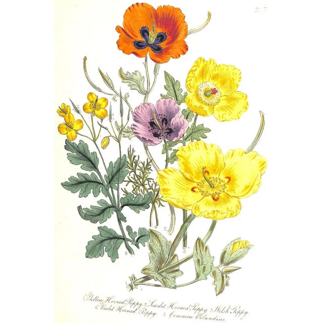 "British Wild Flowers" 1846 Mrs. Loudon For Sale - Image 9 of 12