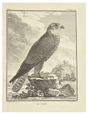 Bernard Baron, Le Sacre, Etching, 1771