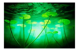 Lillies, Chris Frazer Smith, Floral, Photograph, 2000-2015