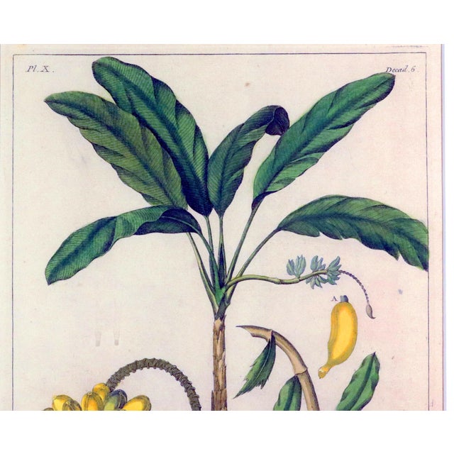 Botanical Hand-Colored Copper Engraving of Banana Plants, Georg Eberhard Rumphius, 1741–1750) For Sale - Image 9 of 17