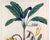 Botanical Hand-Colored Copper Engraving of Banana Plants, Georg Eberhard Rumphius, 1741–1750) For Sale - Image 9 of 17