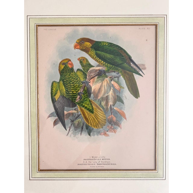Pair of Framed John Gerrard Keulemans Lory Prints | 1896 Hand-Colored Lithographs, Mivart's Monograph of the Lories For Sale In Los Angeles - Image 6 of 10