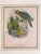 Pair of Framed John Gerrard Keulemans Lory Prints | 1896 Hand-Colored Lithographs, Mivart's Monograph of the Lories For Sale In Los Angeles - Image 6 of 10